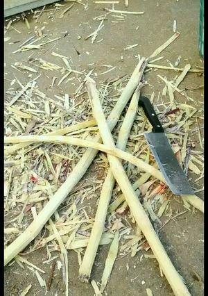 黒糖の作り方。家でもサトウキビから-レシピのメイン写真