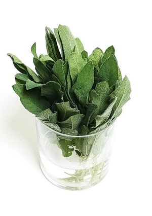 フレッシュセージの保存-レシピのメイン写真