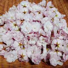 รูปของ 桜の花の塩漬け☆5
