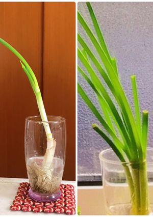 ネギの再利用　キッチンガーデニング-レシピのメイン写真