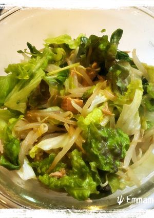豆苗ともやしのサラダ-レシピのメイン写真
