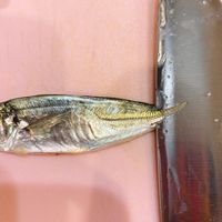 基本からアレンジまで！思わずつくりたくなる「豆あじ -南蛮漬け -から