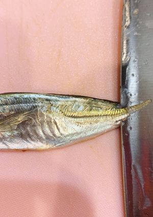 小アジ豆アジのズボラな簡単下処理！-レシピのメイン写真