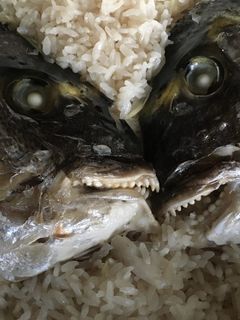 お鍋で炊く 鯛めし-レシピのメイン写真