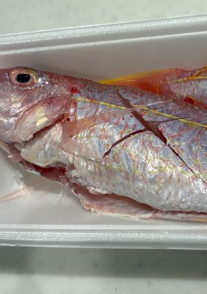 イトヨリダイの下処理(内臓とり)🐟-レシピのメイン写真