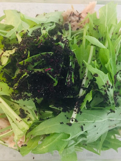 えのきと水菜の温サラダ-レシピのメイン写真