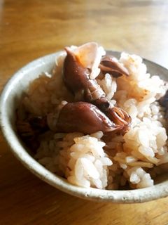 ホタルイカと生姜の炊き込みご飯-レシピのメイン写真