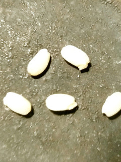 発芽玄米の作り方 ヨーグルトメーカー-レシピのメイン写真
