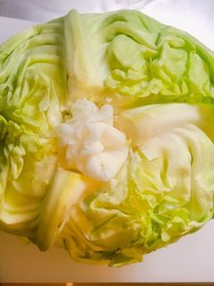 キャベツ 長く保存する方法-レシピのメイン写真