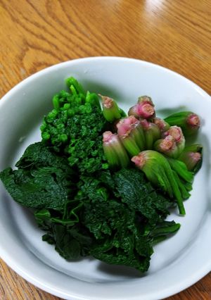 ほうれん草のおひたし(醤油洗い)-レシピのメイン写真