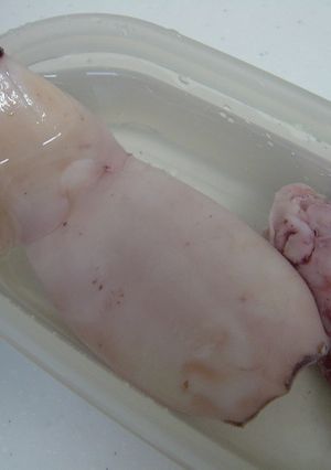 信州の味♪自家製塩いかの仕込み方-レシピのメイン写真