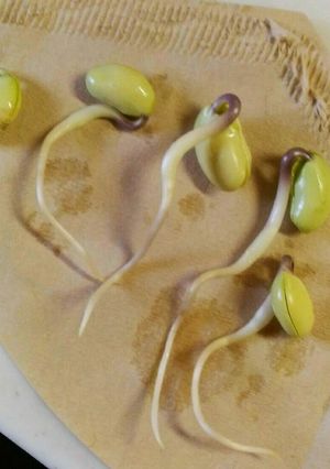 簡単☆豆もやしの作り方-レシピのメイン写真