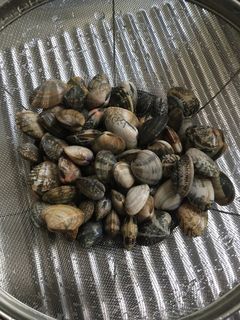アサリの砂抜き②-レシピのメイン写真