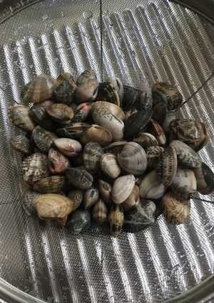 アサリの砂抜き②-レシピのメイン写真