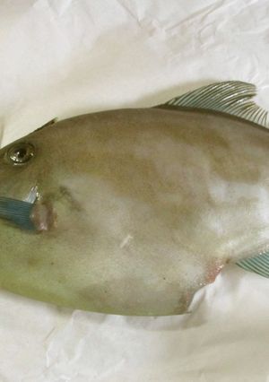 ウマヅラハギをさばいてみよう-レシピのメイン写真