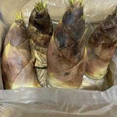 รูปของ ●母直伝●生の筍、下処理〜茹で方