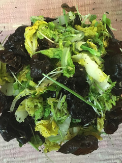 白菜、キクラゲ、カイワレ大根のサラダ-レシピのメイン写真