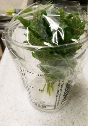 大葉(青ジソ)長期保存方法-レシピのメイン写真