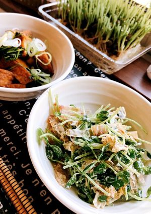2回目の収穫で無限豆苗-レシピのメイン写真