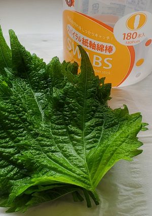 大葉の保存方法-レシピのメイン写真