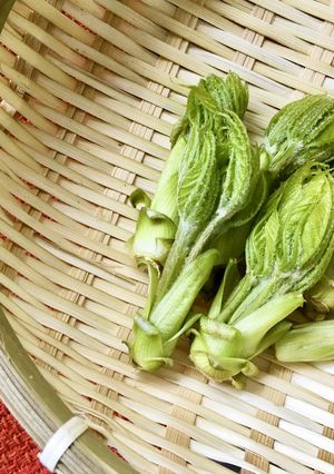 山菜「こしあぶら」の下処理～お浸し-レシピのメイン写真