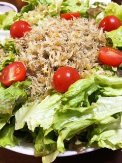 簡単◎シラスとレタスのイタリアンサラダ-レシピのメイン写真