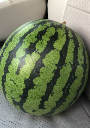 保存版✅スイカ1玉が冷蔵庫に入らない!保存方法🍉-レシピのメイン写真