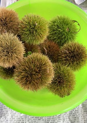 茹で栗-レシピのメイン写真