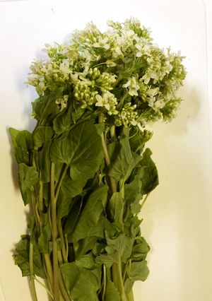 花わさびの醤油漬け-レシピのメイン写真