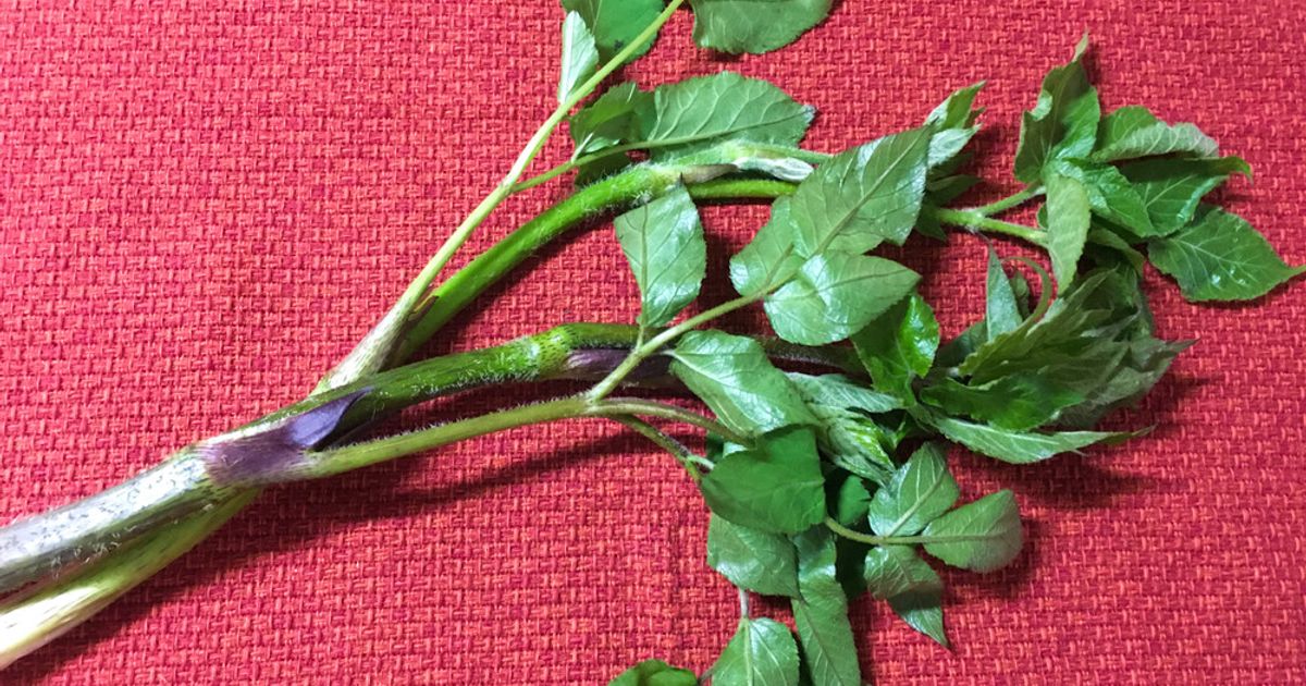 基本からアレンジまで！思わずつくりたくなる「ウドのおひたし」のレシピ集 | クックパッド