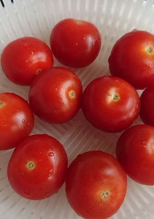 プチトマトの保存法-レシピのメイン写真