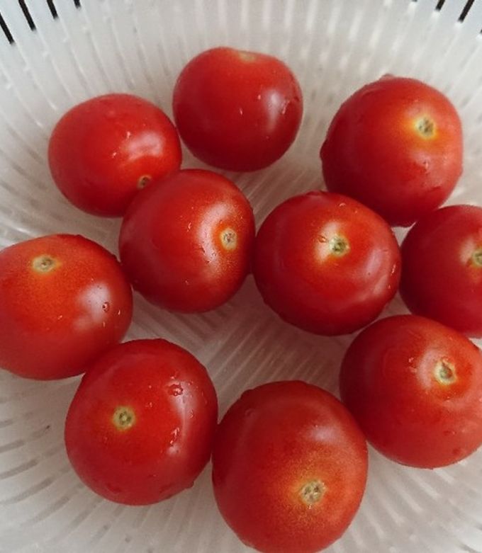 プチトマトの保存法 by 緑茶たん 【クックパッド】 簡単おいしい