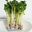 かいわれ大根の保存法
