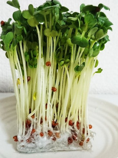 かいわれ大根の保存法-レシピのメイン写真