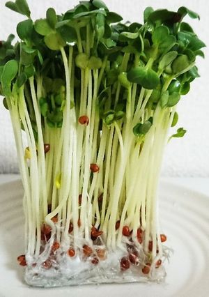 かいわれ大根の保存法-レシピのメイン写真