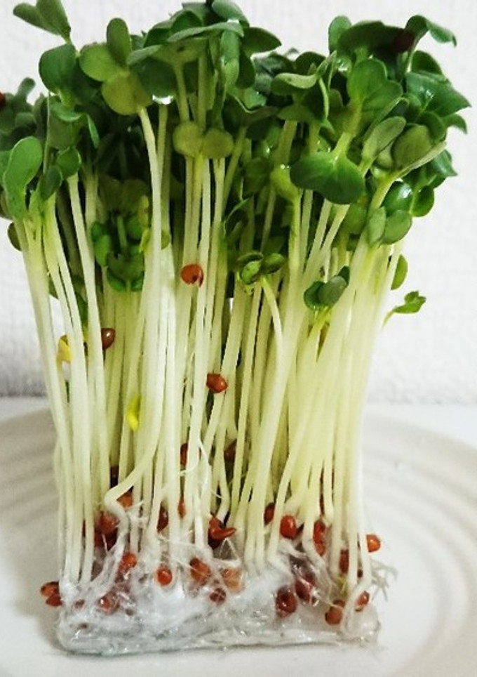 かいわれ大根の保存法-レシピのメイン写真