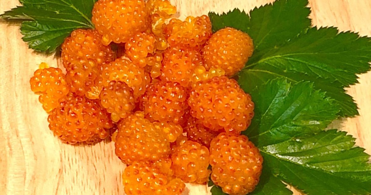 【りこ。さま】* berry ornament ❀ * 本物みたいな ラズベリー 冷凍 ラズベリー 1kg