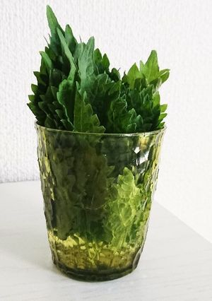 おおばの保存法-レシピのメイン写真