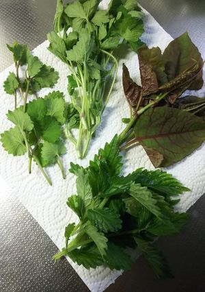 山菜のカラット天ぷら-レシピのメイン写真