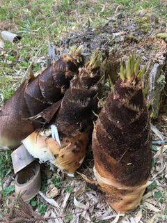 タケノコの下処理(水煮)の仕方-レシピのメイン写真