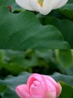 れんこんだけ餅-レシピのメイン写真