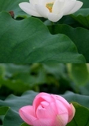れんこんだけ餅-レシピのメイン写真