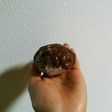 オートミールでおはぎ