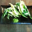 ♪カラットサクサク菊芋の葉の天ぷら♪