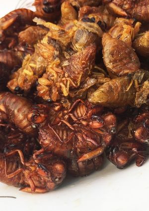 中国山東省伝統料理「セミ蝉の素揚げ」-レシピのメイン写真