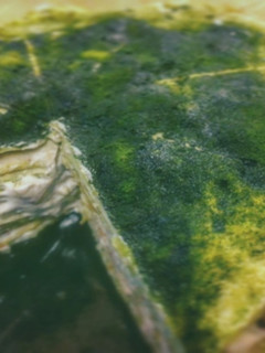 ふわふわ抹茶生ミルクレープ-レシピのメイン写真