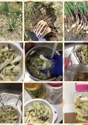 簡単 らっきょう漬け-レシピのメイン写真
