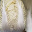 白菜の保存方法