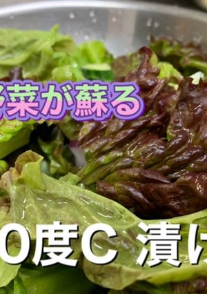 レタスの鮮度が蘇る方法-レシピのメイン写真
