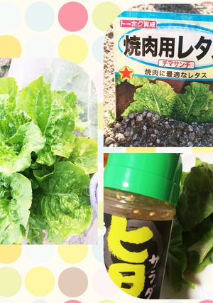 チマサンチのサラダ-レシピのメイン写真